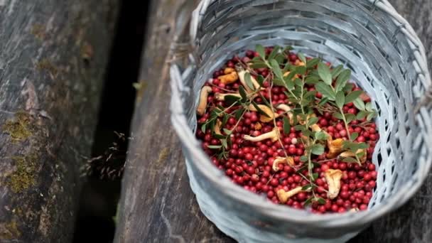 Lingonberries and chanterelle mushrooms lie in a basket in the forest. — Stock Video