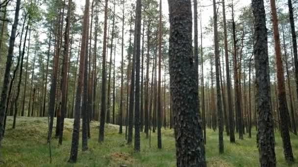 Panorama de uma floresta de pinheiro . — Vídeo de Stock