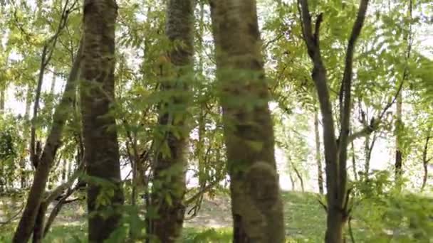 Young attractive male businessman in a brown suit with a briefcase is walking in a green park. — Stock Video