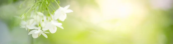 Крупный План Вид Природу Красивого Цветка Размытом Фоне Саду Копировальным — стоковое фото
