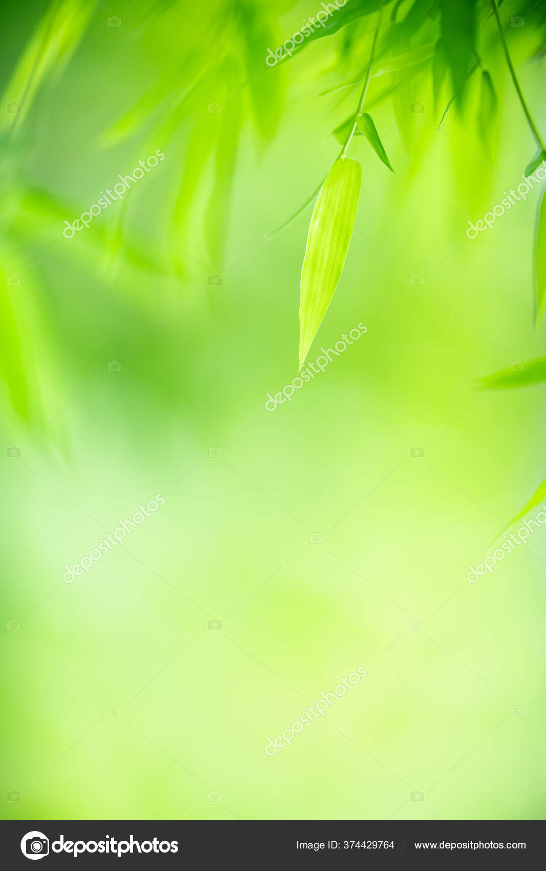 Gambar Daun Hijau – pulp