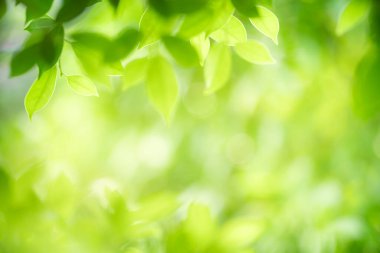 Arka planda doğal yeşil yapraklar, manzara, ekoloji ve duvar kağıdı konseptini kullanarak bahçede yeşil yaprakların bulanık yeşil arkaplan üzerindeki güzel doğa görüntüsü..