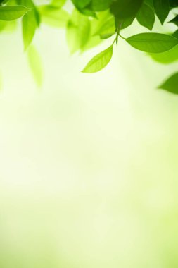 Arka planda doğal yeşil yapraklar, manzara, ekoloji ve duvar kağıdı konseptini kullanarak bahçede yeşil yaprakların bulanık yeşil arkaplan üzerindeki güzel doğa görüntüsü..