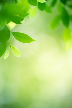 Arka planda doğal yeşil yapraklar, manzara, ekoloji ve duvar kağıdı konseptini kullanarak bahçede yeşil yaprakların bulanık yeşil arkaplan üzerindeki güzel doğa görüntüsü..