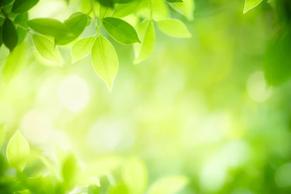 Прекрасний Вид Зелене Листя Розмитому Зеленому Тлі Саду Використанням Копіювання — стокове фото