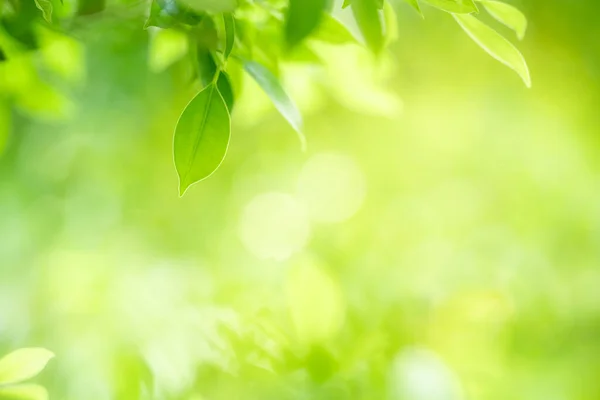 Schöne Natur Ansicht Des Grünen Blattes Auf Verschwommenem Grün Hintergrund — Stockfoto