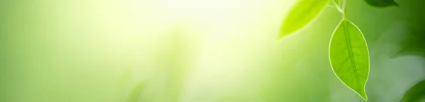 Прекрасний Вид Зелене Листя Розмитому Зеленому Тлі Саду Копіювальним Простором — стокове фото