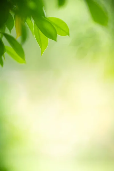 Schöne Natur Ansicht Des Grünen Blattes Auf Verschwommenem Grün Hintergrund — Stockfoto