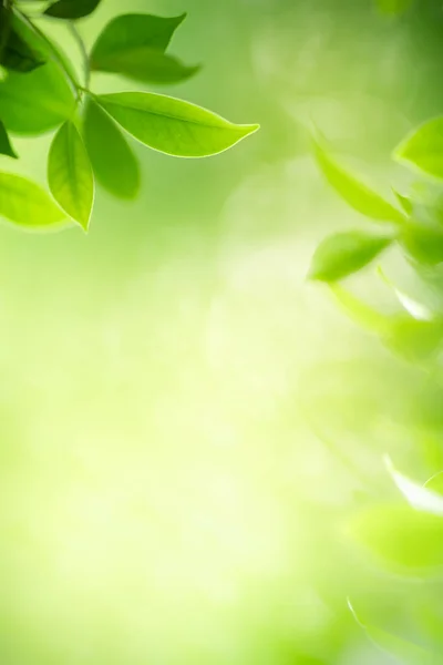 Beautiful Nature View Green Leaf Blurred Greenery Background Garden Copy — Stock Photo, Image