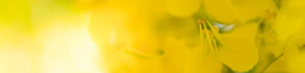 Крупный План Вид Природу Красивый Желтый Цветок Космос Размытом Фоне — стоковое фото