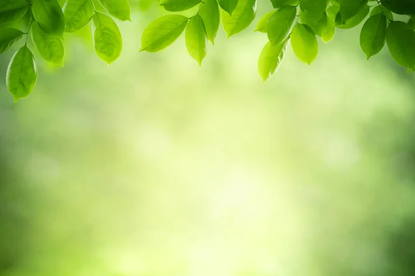 Schöne Natur Ansicht Des Grünen Blattes Auf Verschwommenem Grün Hintergrund — Stockfoto