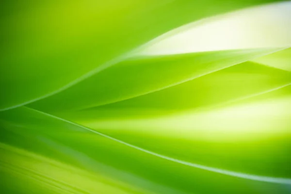 Krásná Příroda Pohled Zelený List Rozmazané Zeleně Pozadí Zahradě Kopií — Stock fotografie