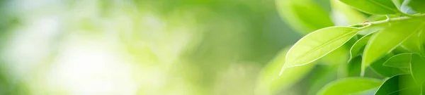 Beautiful Nature View Green Leaf Blurred Greenery Background Garden Copy — Stock Photo, Image