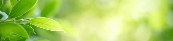 Schöne Natur Ansicht Des Grünen Blattes Auf Verschwommenem Grünen Hintergrund — Stockfoto