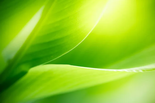 Prachtige Natuur Uitzicht Groen Blad Wazig Groen Achtergrond Tuin Met — Stockfoto