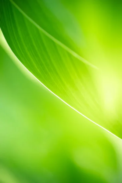 Hermosa Vista Naturaleza Hoja Verde Sobre Fondo Vegetación Borrosa Jardín —  Fotos de Stock