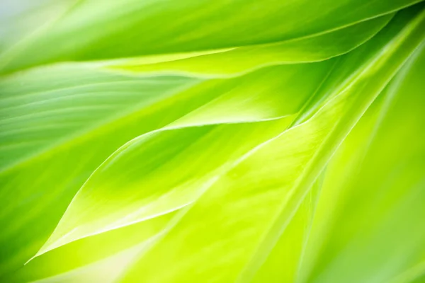 Hermosa Vista Naturaleza Hoja Verde Sobre Fondo Vegetación Borrosa Jardín —  Fotos de Stock