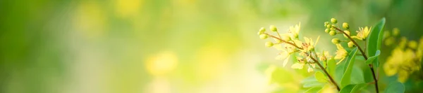 Вид Природу Цветка Размытом Фоне Саду Пространством Копирования Текста Использованием — стоковое фото