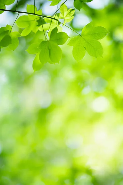 Gyönyörű Természet Kilátás Zöld Levél Elmosódott Zöld Háttér Kertben Másolás — Stock Fotó