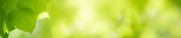 Beautiful Nature View Green Leaf Blurred Greenery Background Garden Copy — Stock Photo, Image