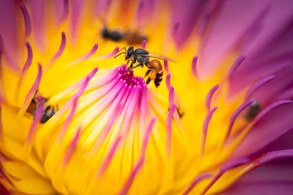 Beautiful Nature View Flower Bee Blurred Greenery Background Garden Copy — Stock Photo, Image