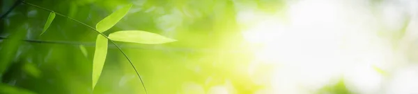 Вид Природу Зеленого Листа Размытом Зеленом Фоне Саду Использованием Качестве — стоковое фото