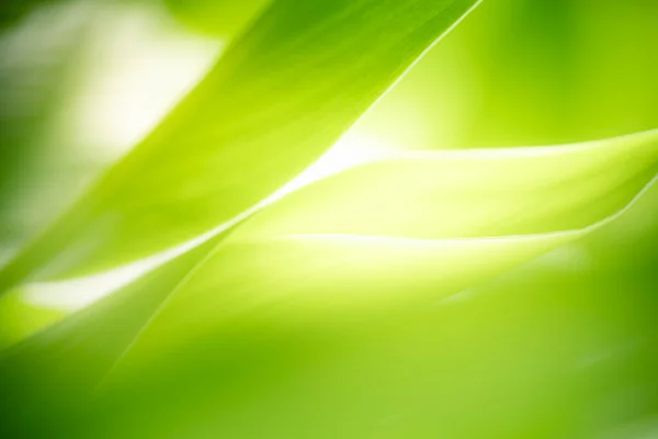 Schöne Natur Ansicht Des Grünen Blattes Auf Verschwommenem Grün Hintergrund — Stockfoto