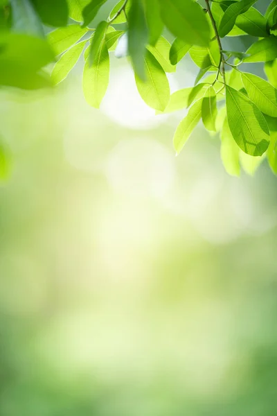 Gyönyörű Természet Kilátás Zöld Levél Elmosódott Zöld Háttér Kertben Másolás — Stock Fotó