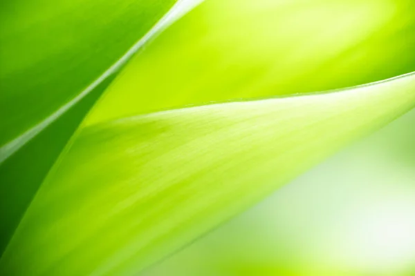 Schöne Natur Ansicht Des Grünen Blattes Auf Verschwommenem Grün Hintergrund — Stockfoto