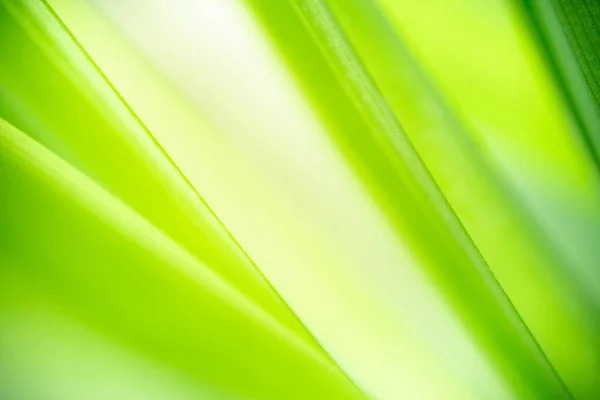 Hermosa Vista Naturaleza Hoja Verde Sobre Fondo Vegetación Borrosa Jardín —  Fotos de Stock