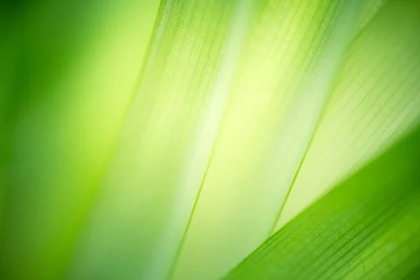 Vacker Natur Syn Gröna Blad Suddig Grönska Bakgrund Trädgården Med — Stockfoto