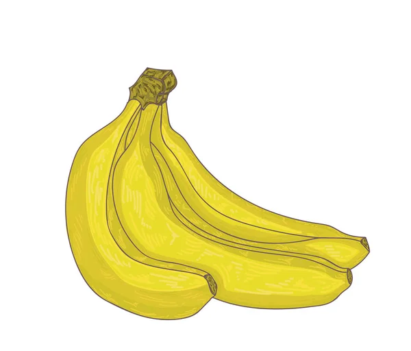 Un paquet de bananes isolées sur du blanc. Illustration vectorielle . — Image vectorielle