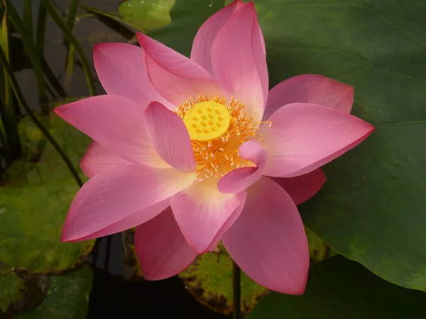 De schrijver denkt dat de lotus heilig en elegante is — Stockfoto