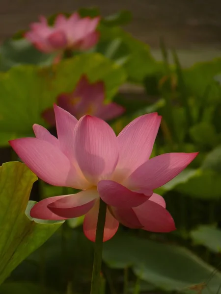 Der Schriftsteller denkt, dass der Lotus heilig und elegant ist — Stockfoto