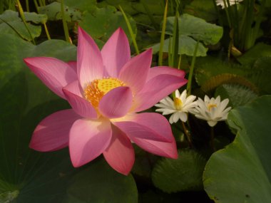 Yazar lotus kutsal ve zarif olduğunu düşünüyor