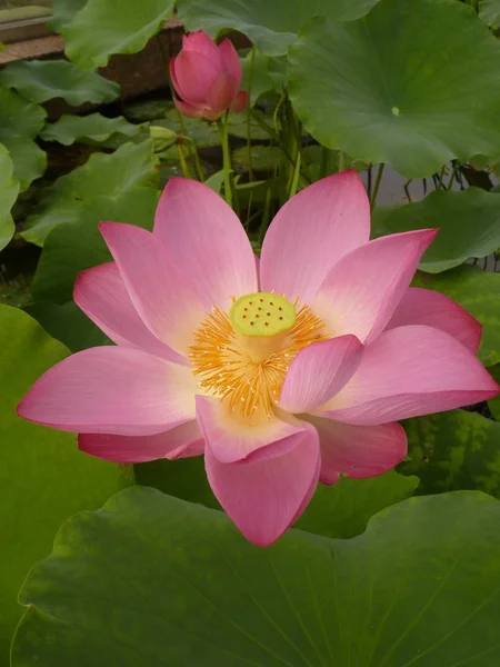 The writer thinks that the lotus is holy and elegant