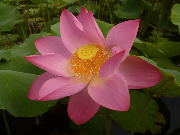 The writer thinks that the lotus is holy and elegant — Stock Photo, Image