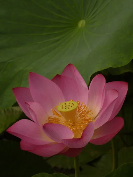 Der Schriftsteller denkt, dass der Lotus heilig und elegant ist — Stockfoto