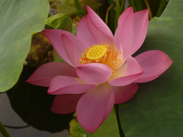 The writer thinks that the lotus is holy and elegant — Stock Photo, Image