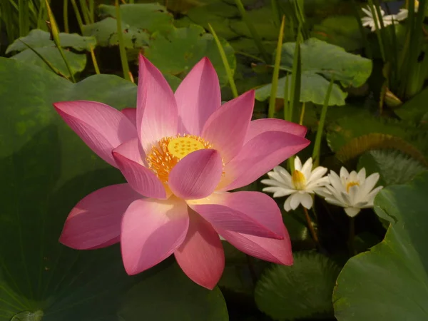 Författaren tycker att lotus är heliga och elegant — Stockfoto