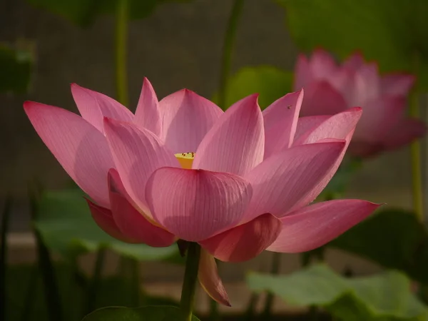 Der Schriftsteller denkt, dass der Lotus heilig und elegant ist — Stockfoto