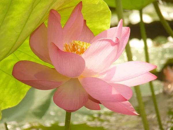 Der Schriftsteller denkt, dass der Lotus heilig und elegant ist — Stockfoto