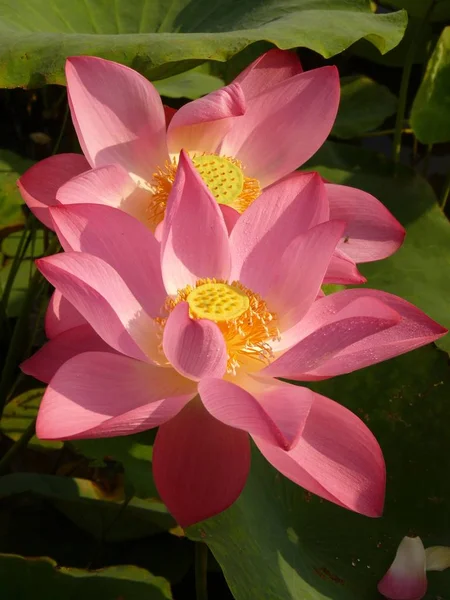 Lotus ist heilig und elegant — Stockfoto