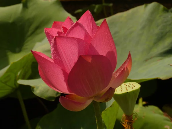 Lotus é santo e elegante — Fotografia de Stock