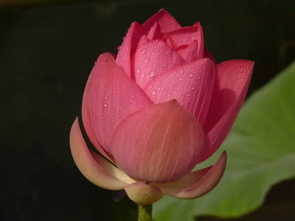 Lotus je svatý a elegantní — Stock fotografie