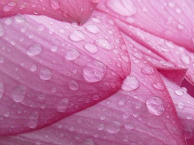 Kutsal ve zarif Lotus