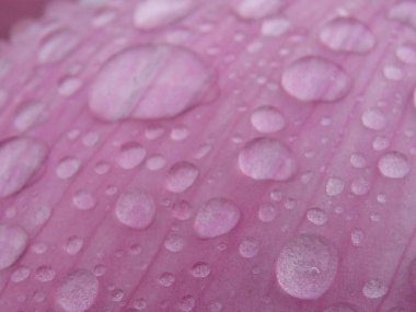 Kutsal ve zarif Lotus