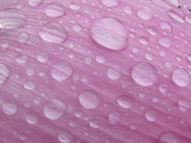 Kutsal ve zarif Lotus