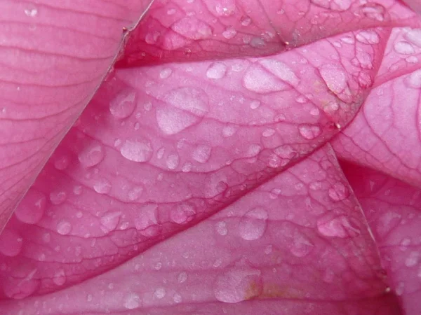 Lotus é santo e elegante — Fotografia de Stock