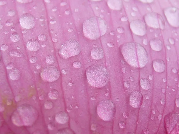 Lotus é santo e elegante — Fotografia de Stock